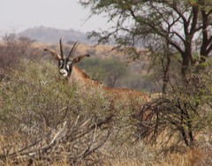 Hippotragus equinus equinus