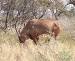 Hippotragus equinus equinus