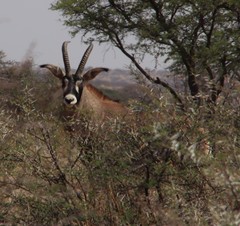Hippotragus equinus equinus
