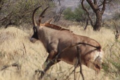 Hippotragus equinus equinus