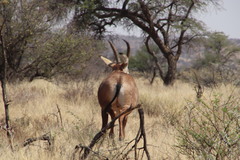 Hippotragus equinus equinus