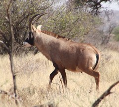 Hippotragus equinus equinus
