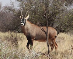 Hippotragus equinus equinus