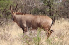 Hippotragus equinus equinus