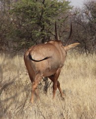 Hippotragus equinus equinus