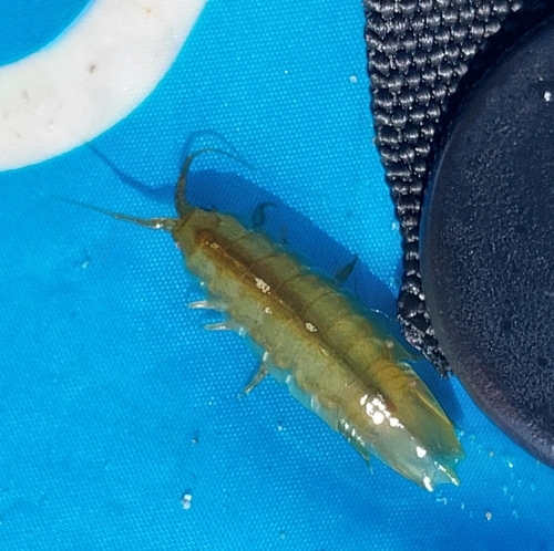 Baltic Isopod, 1791 PP Den Burg, Niederlande, photo 9 of 10