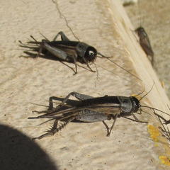 Gryllus texensis