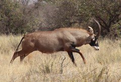 Hippotragus equinus equinus