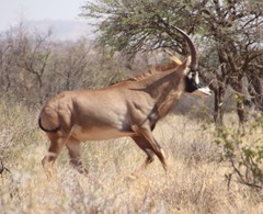 Hippotragus equinus equinus