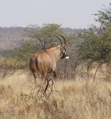 Hippotragus equinus equinus