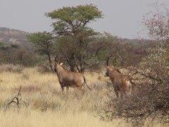 Hippotragus equinus equinus