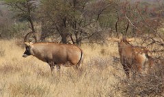 Hippotragus equinus equinus