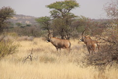 Hippotragus equinus equinus