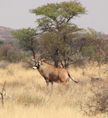 Hippotragus equinus equinus