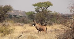 Hippotragus equinus equinus