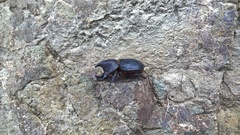 Aegopsis curvicornis