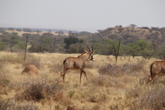 Hippotragus equinus equinus