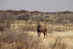 Hippotragus equinus equinus