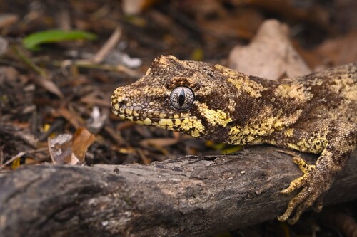 Forest gecko, Mokopirirakau granulatus