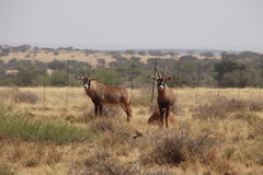 Hippotragus equinus equinus