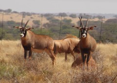 Hippotragus equinus equinus