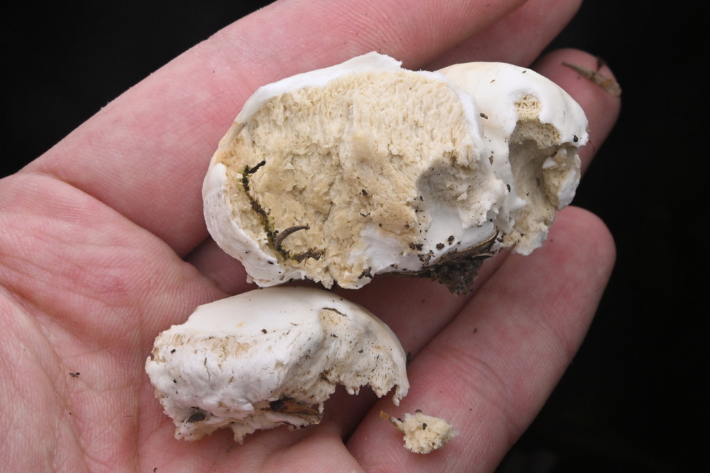 Boletus semigastroideus · March 2025 · photo: © invertebratist (iNaturalist, cc-by-nc)