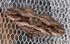 Chrysolarentia severata