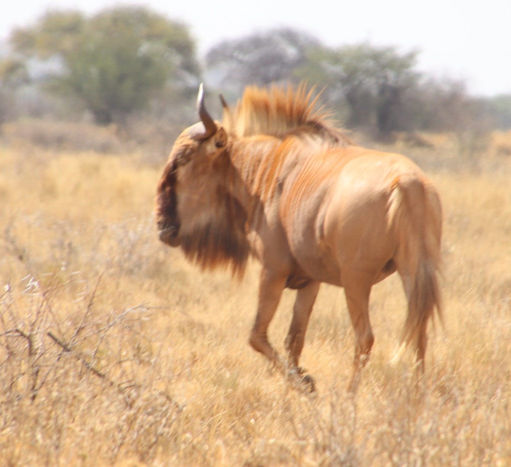Common Wildebeest