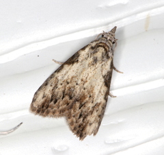 Nola pleurochorda