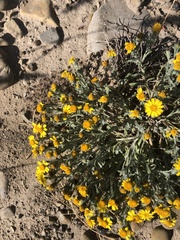 Thymophylla micropoides