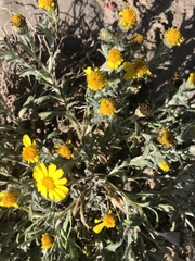 Thymophylla micropoides