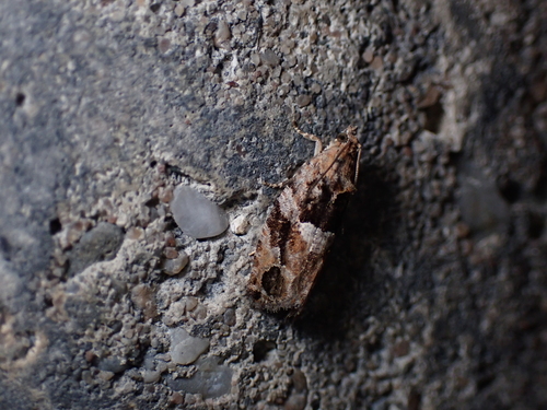 Diamond-back Marble, Schiermonnikoog, Niederlande, photo 4 of 10