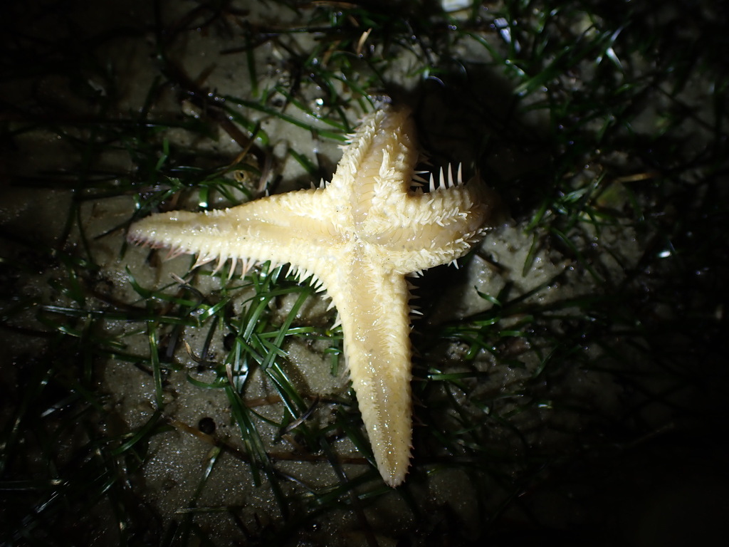 Photo of Polyacanthus Starfish (Astropecten polyacanthus)