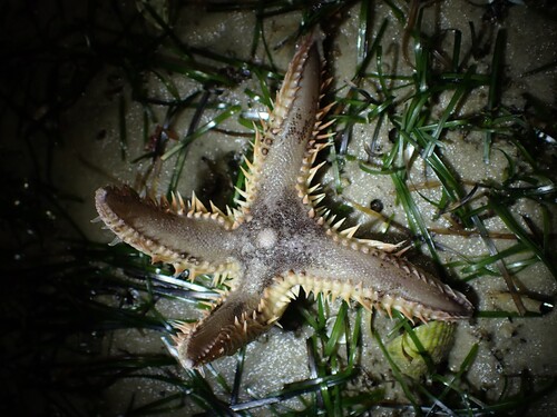 Photo of Polyacanthus Starfish (Astropecten polyacanthus)