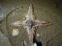 トゲモミジガイ