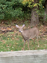 Odocoileus virginianus