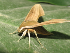 Xylophanes loelia