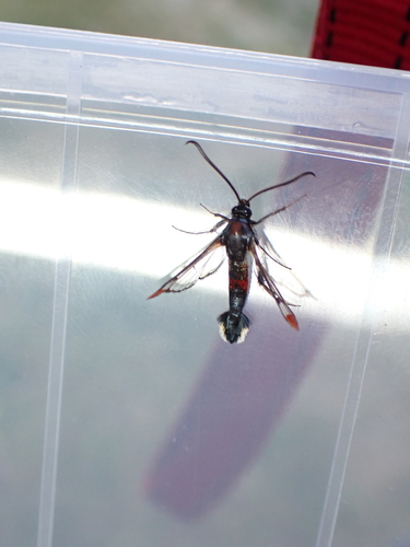 Red-tipped Clearwing Moth, Schiermonnikoog, Niederlande, photo 8 of 10