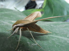 Xylophanes loelia