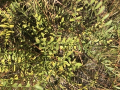 Astragalus michauxii