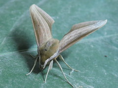 Xylophanes loelia