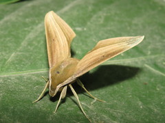 Xylophanes loelia