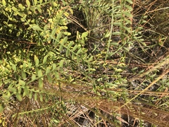 Astragalus michauxii