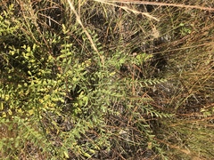Astragalus michauxii