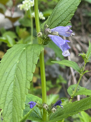 Nepeta subsessilis, photograph 2