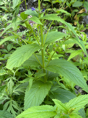 (c) 岸本年郎, some rights reserved (CC BY) Nepeta subsessilis, photograph (c) 岸本年郎, some rights reserved (CC BY)