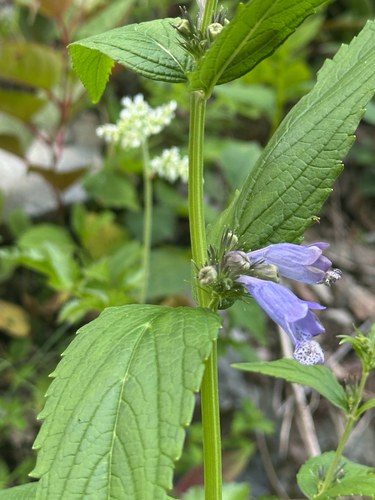 Short-stalked catmint (Nepeta subsessilis)