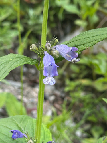 Nepeta subsessilis, photograph 3