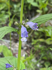 (c) 岸本年郎, some rights reserved (CC BY) Nepeta subsessilis, photograph (c) 岸本年郎, some rights reserved (CC BY)