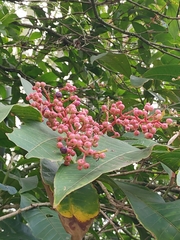 Miconia trinervia